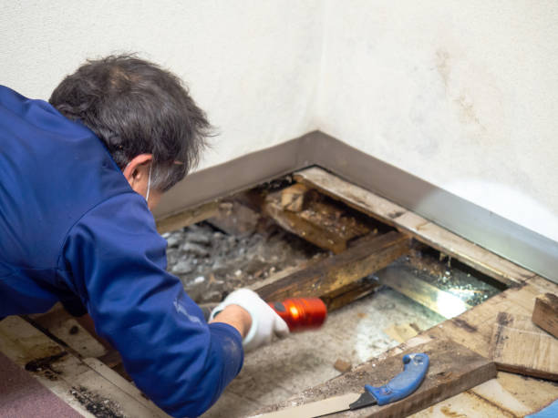 Best Mold Prevention Services  in Laureldale, PA